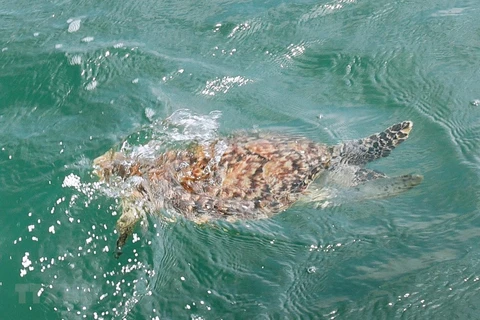 Une rare tortue de mer sauvée à Ba Ria - Vung Tau