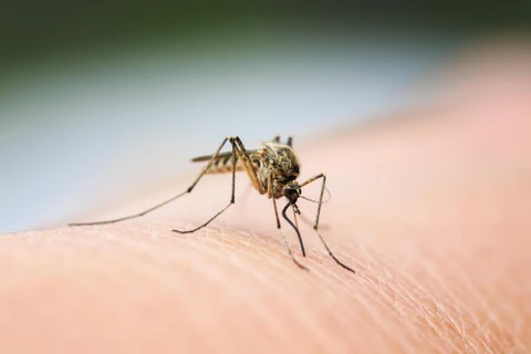 Les Philippines recensent plus de 188.000 cas de dengue en huit mois