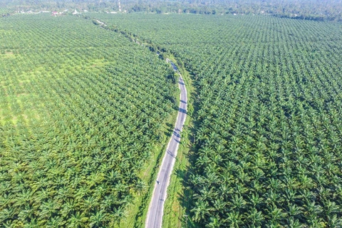 L'Indonésie demande à certains supermarchés d'éliminer les produits «sans huile de palme»