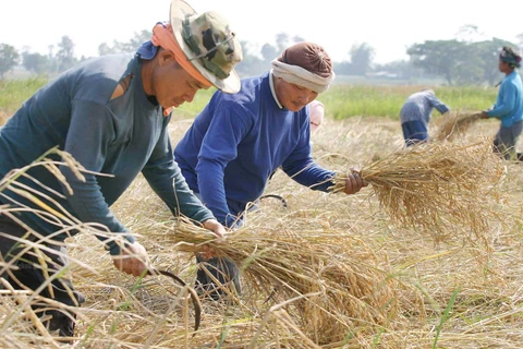 Thaïlande: le système de garantie des prix du riz sera mis en œuvre en octobre