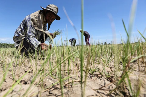 Thaïlande : Une sécheresse déclarée dans 11 provinces