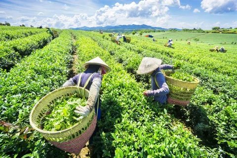 Découverte de la plantation de thé près de 100 ans à Da Lat