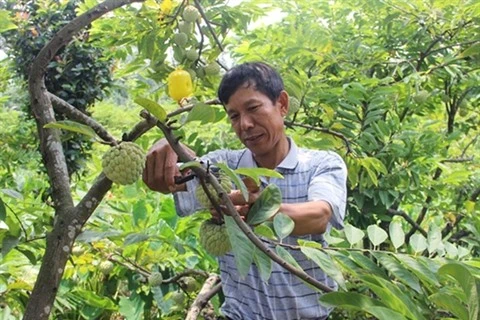 Vinh Phuc : cultiver les pommes-cannelle pour sortir de la pauvreté