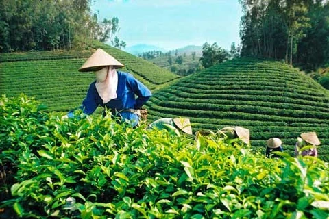 Instauration de marques pour le thé vietnamien