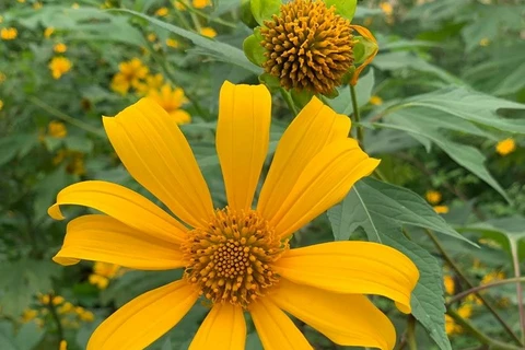 Contempler des tournesols mexicains dans les montagnes du Nord-Ouest