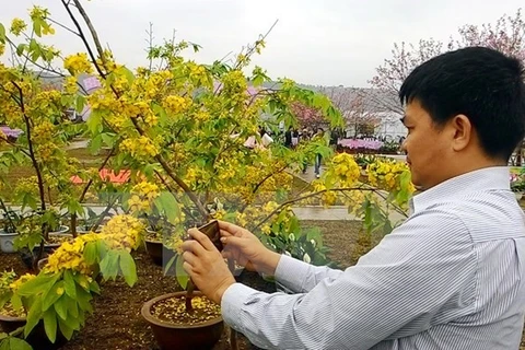 Lancement de la Fête des fleurs de cerisier et d'abricotier jaunes Yen Tu 2019