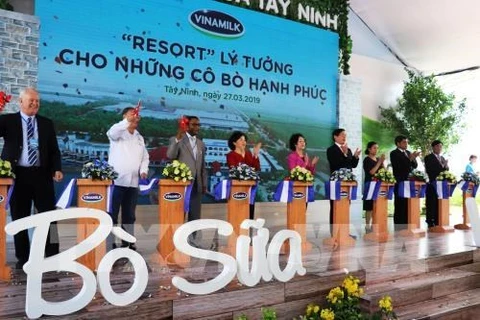Vinamilk inaugure la plus grande ferme de vaches laitières du Vietnam à Tay Ninh