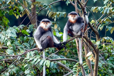 Les primates rares à Da Nang font face à de sérieuses difficultés