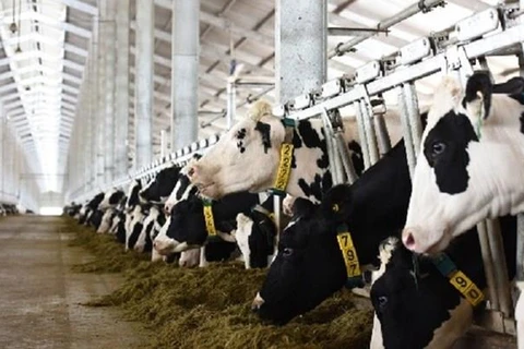 Des produits laitiers vietnamiens sont officiellement autorisés d’être exportés vers la Chine