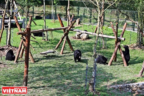 Centre de sauvetage des ours de Tam Dao, dans la province de Vinh Phuc