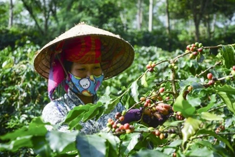 Exportations nationales de café en baisse en 11 mois
