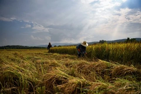 Les exportations de riz du Cambodge augmentent au cours des deux premiers mois
