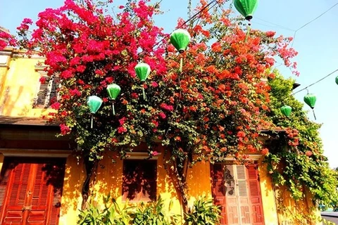 Des fleurs de bougainvillier brillent la vieille ville de Hôi An à la saison de COVID-19