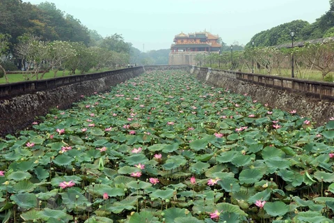 Admirer les fleurs de lotus parfumées à Thua Thiên-Huê