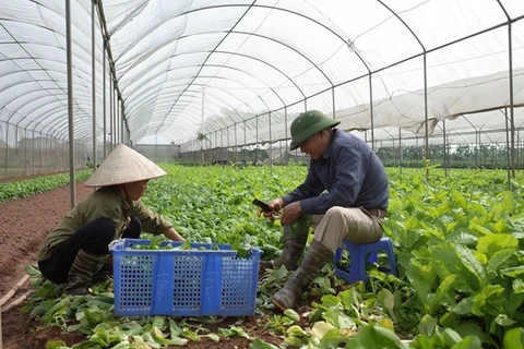 Promouvoir la croissance de l'agriculture de Hanoï