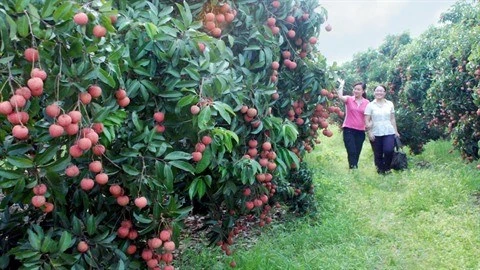 De nombreuses activités pour promouvoir la consommation de litchi