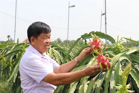 Long An s'efforce d'avoir 3.000 ha de fermes de fruits du dragon répondant aux normes VietGap