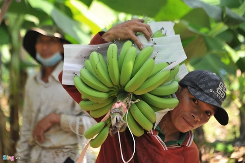 Banane - l'un des principaux produits d'exportation du Laos vers la Chine