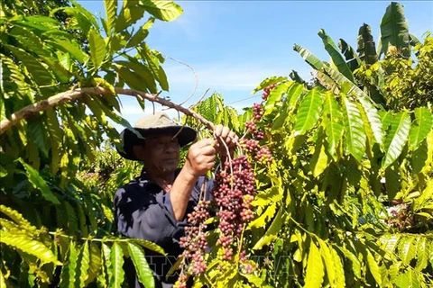 Le Vietnam devient le plus grand fournisseur de café du Japon