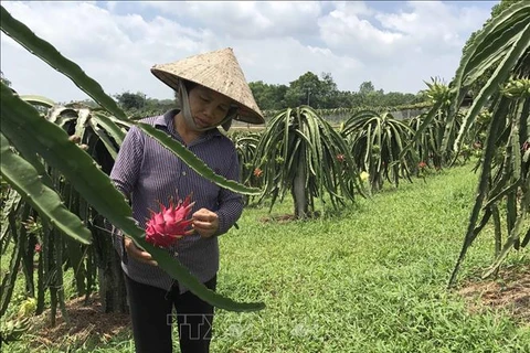 Toutes les communes de Vinh Phuc répondent aux normes de la Nouvelle ruralité
