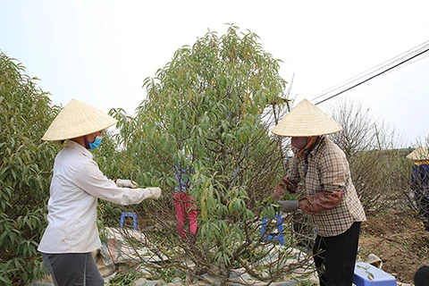 Les producteurs de pêchers de Nhât Tân se préparent pour le Nouvel An lunaire 2021