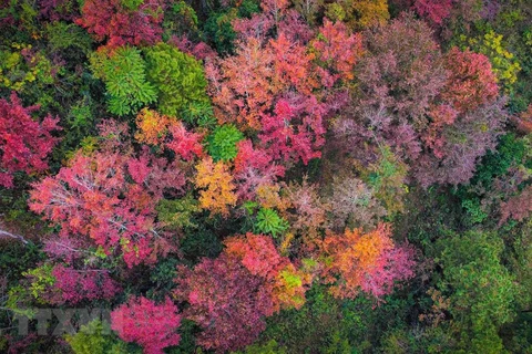 Beauté hivervale dans la province frontalière de Cao Bang