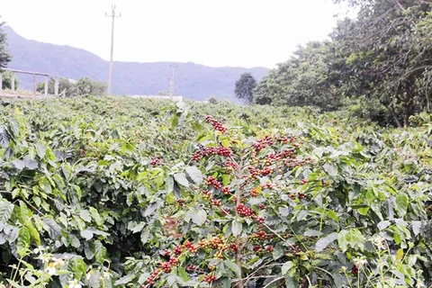 Le café d’Arabica Khe Sanh remporte le premier prix du concours de café de spécialité du Vietnam