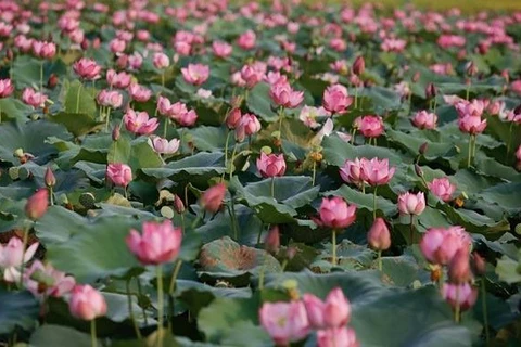 Conservation et développement durable de la culture du lotus de Thua Thien-Huê