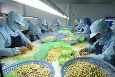 Le Vietnam, premier marché à l'export de la noix de cajou du Cambodge