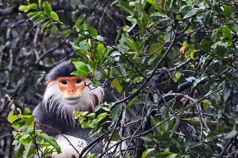 Thua Thien-Hue : un primate en voie de disparition relâché dans le parc national de Bach Ma
