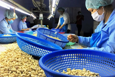 La noix de cajou vietnamienne augmente sa part de marché en Russie