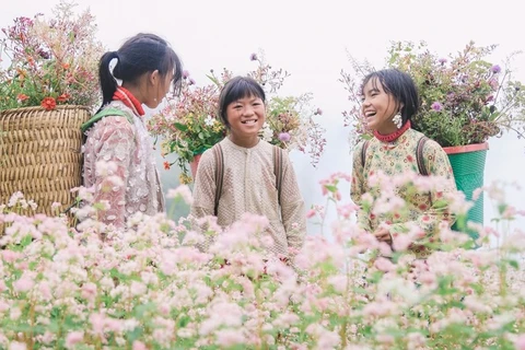 Hà Giang au temps de la floraison des champs de sarrasin 