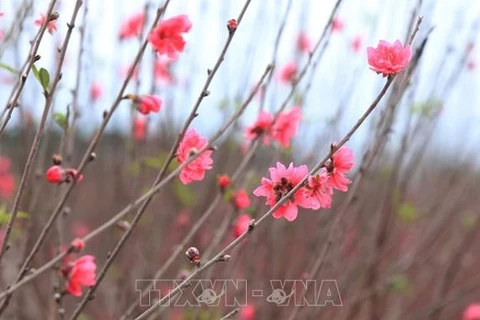 Les fleurs de pêcher de Nhat Tan