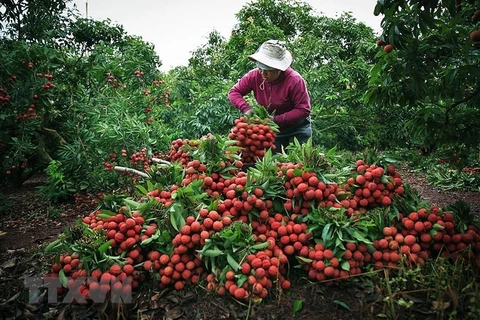 Bac Giang cherche à stimuler les ventes de litchis « Thieu » sur les marchés exigeants