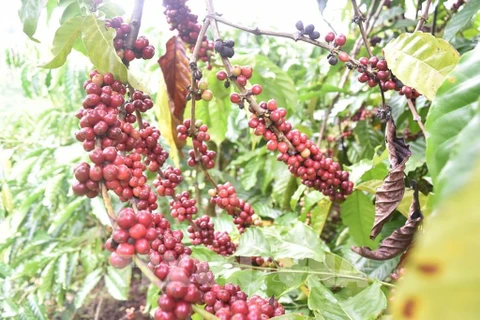 Le Vietnam envisage d’augmenter ses exportations de café vers l'Afrique