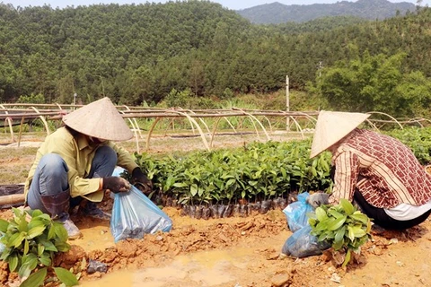 Des entreprises de Quang Ninh aident les agriculteurs à planter des forêts