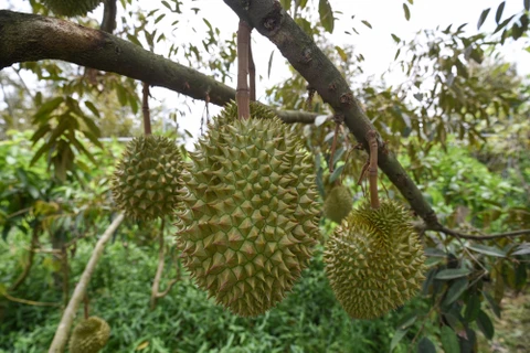 Création des zones de culture pour l'exportation de durian vers la Chine