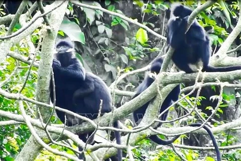 Protection des langurs à cou blanc dans la province de Quang Binh