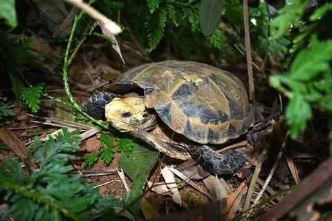 Thanh Hoa : découverte de nombreuses tortues rares dans la Réserve naturelle de Pu Hu