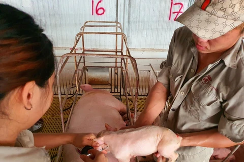 Exportations de produits de l'élevage : « la clé » réside dans les zones indemnes de maladies