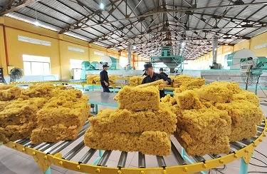 Deux tiers du volume de caoutchouc du Vietnam exportés en Chine
