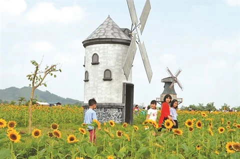 Bac Giang: un champ de fleurs de tournesols pour les fans de photos