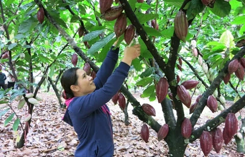 Ba Ria – Vung Tau: développer la culture bio du cacaoyer