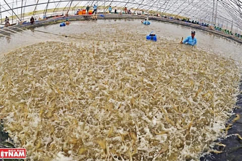 Le Vietnam ambitionne d'exportater 4 milliards de dollars des crevettes cette année