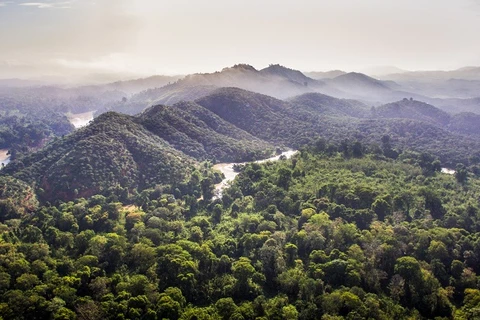 La couverture forestière du Vietnam en hausse en 2021 