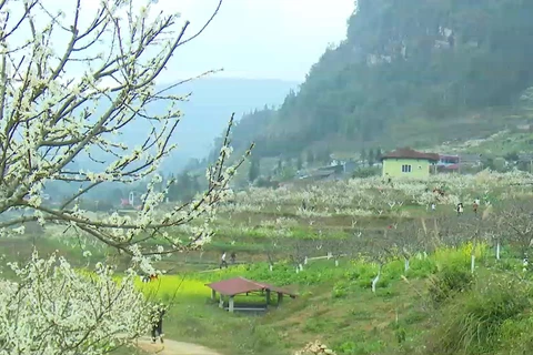 Lao Cai cherche à faire de Bac Ha une zone touristique spéciale