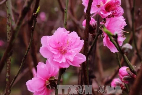 Au village de Nhât Tân, les fleurs de pêcher de toujours sourient au vent de l’Est 