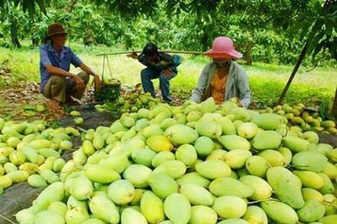 Les fruits locaux s'efforcent de reconquérir le marché national