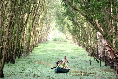 La forêt de Tra Su, écosystème à part entière du Delta du Mékong