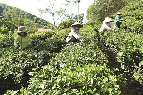 Les coopératives agricoles, plateformes de la croissance économique à Thanh Hoa